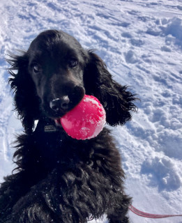 chien-hiver-les -2-alpes