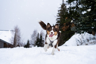 chien-hiver-neige-les-2-alpes-1526-2649
