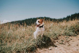 valeria-dubych-chien-2-alpes